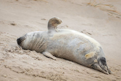 Sea lion sleeping on beach