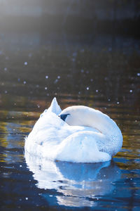 Swan swimming in lake