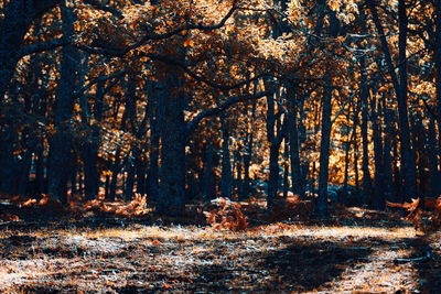 Trees in forest during autumn