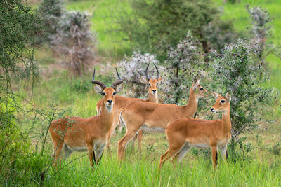 Uganda kob, kobus thomasi, national parks of uganda