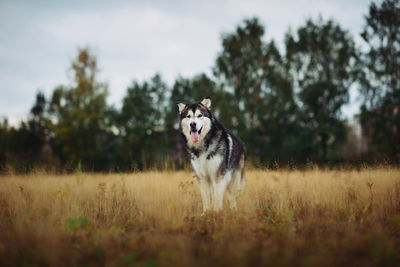 Dog standing on field