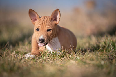 Portrait of dog on field