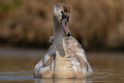 Close-up of a bird