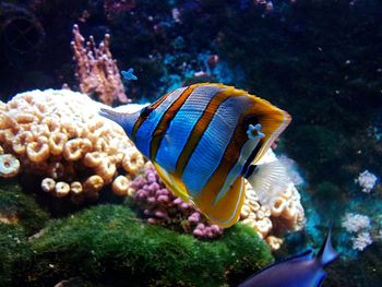 Close-up of fish underwater