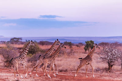 Cheetah on field against sky