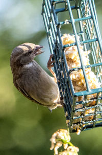 Feeding time at the cage