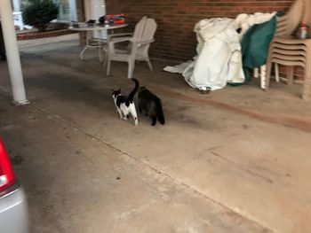 View of a cat on floor