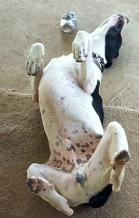 High angle view of sheep relaxing