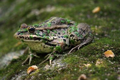 Close-up of frog
