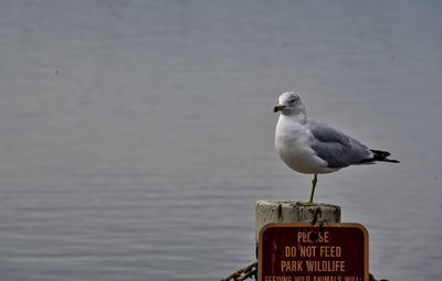Close-up of seagull perching on sign by sea