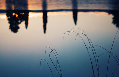 Close-up of silhouette plants against sky at sunset