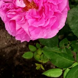 Close-up of pink flowers