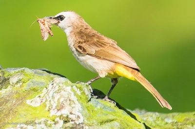 Close-up of bird perching on white background