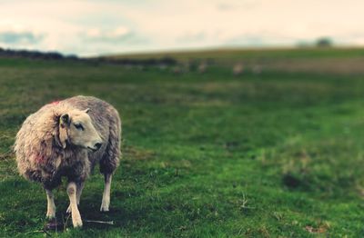 Sheep in a field