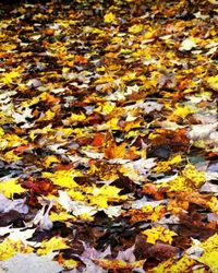 Full frame shot of autumn leaves
