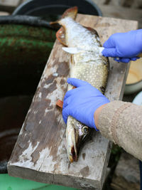 Cleaning and removing scales and gutting a pike with a knife