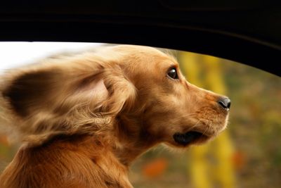 Close-up of a dog