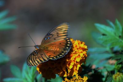 Butterfly perching on flower