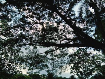 Low angle view of trees in forest