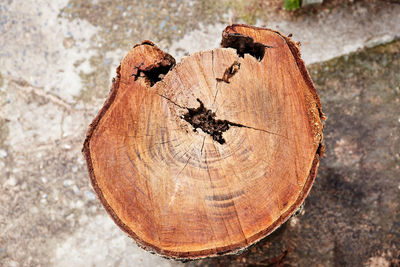 High angle view of tree stump in forest