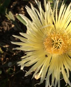 Close-up of yellow flowers