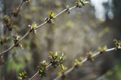 Close-up of flowering plant against blurred background