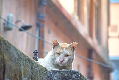 Portrait of cat on wall