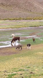 Horses in a field