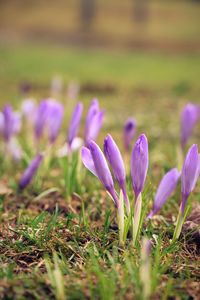 Close-up of purple crocus flowers on field