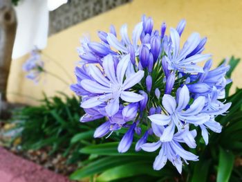 Close-up of purple flowers blooming against house in back yard