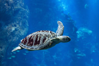 Turtle swimming in sea