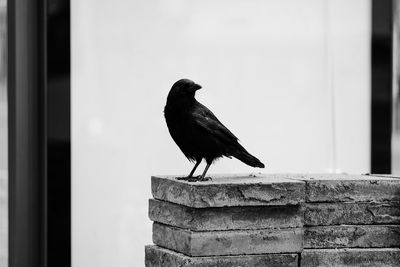 Bird perching on wall