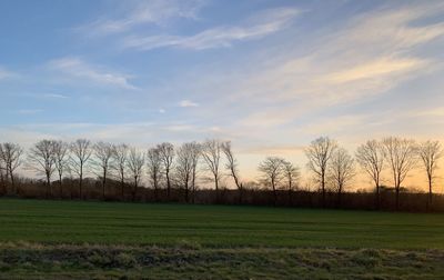 Bare trees on field against sky during sunset