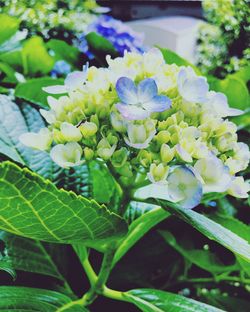 Close-up of flowers blooming outdoors