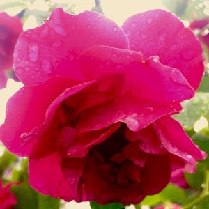 Close-up of pink rose