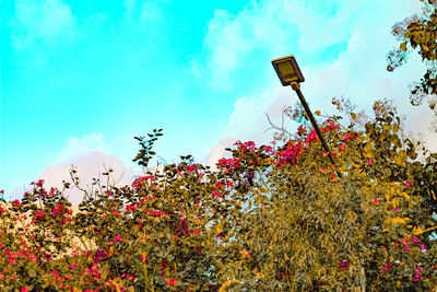 Low angle view of flowering plants against sky