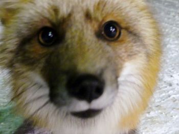 Close-up portrait of dog