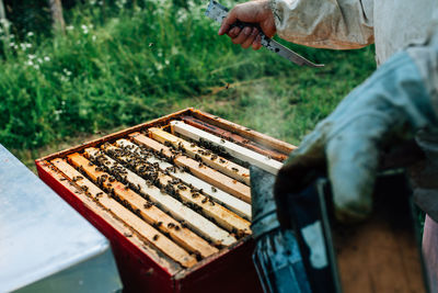 Close-up of bee on hand holding wood