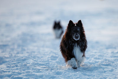 Side view of a dog on snow