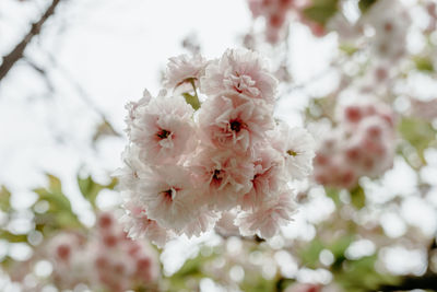 Close-up of cherry blossom