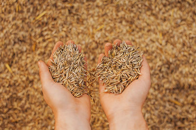 The hands of a farmer close-up holding a handful of wheat grains. rural meadow. rich harvest concept