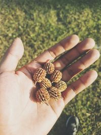 Close-up of hand holding plant