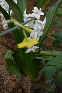 Close-up of white flowering plant on field
