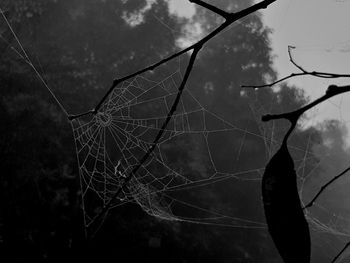 Close-up of spider web on branch against sky