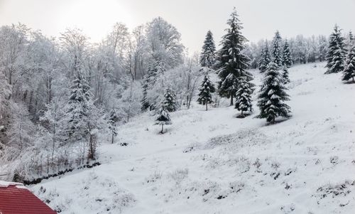 Snow covered trees against sky