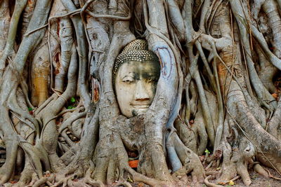 Statue of buddha in temple