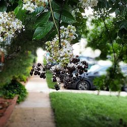 Plants growing on a tree