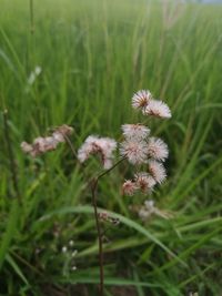 Close-up of flowers growing in field