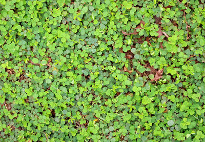 Full frame shot of leaves floating on field