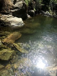 Scenic view of river in forest